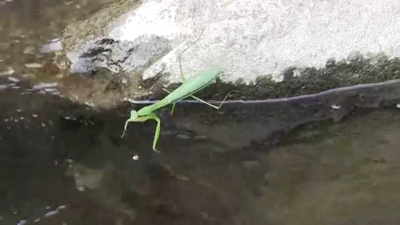 カマキリの水浴び 動画 水を前に一瞬考え込む Youtube