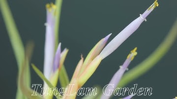 Cây không khí ra hoa đẹp *Trang trại hoa Tùng Lâm*