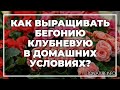 Как выращивать бегонию клубневую в домашних условиях? | toNature.Info