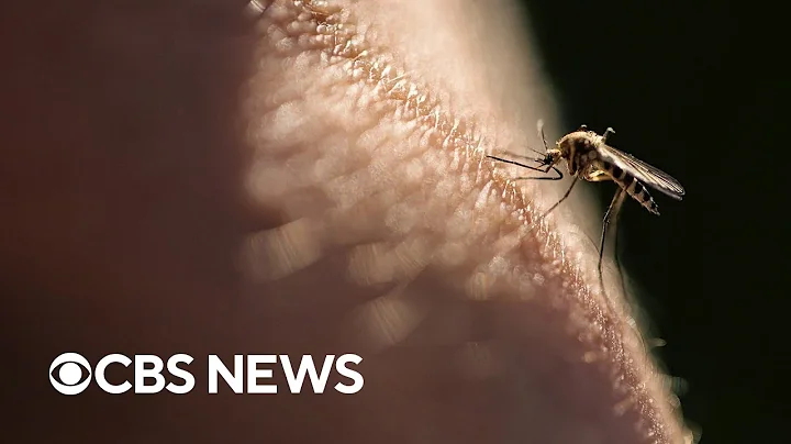 The best ways to stay safe from mosquito-borne illnesses, according to a doctor - DayDayNews