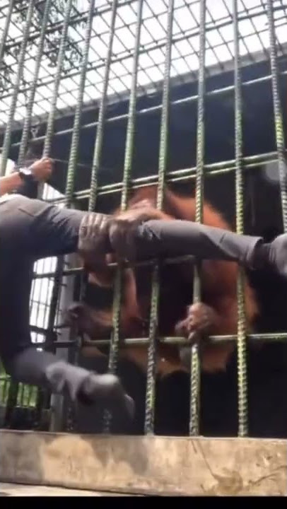 te tetet tetetetettetet tang tang tang #shorts #viral #viralshorts #humor #lucu