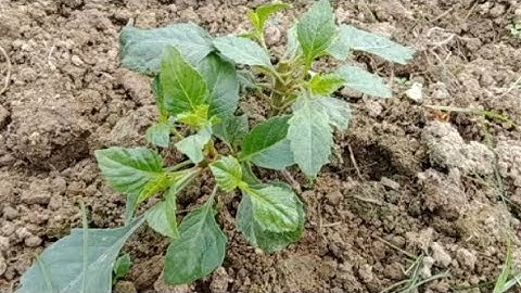 Việc Cần Làm Ngay Sau Khi Cắt Ngọn Cây Hoa Thược Dược Để Cho Hoa Vào Dịp Tết