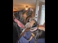Lil' dog syndrome!