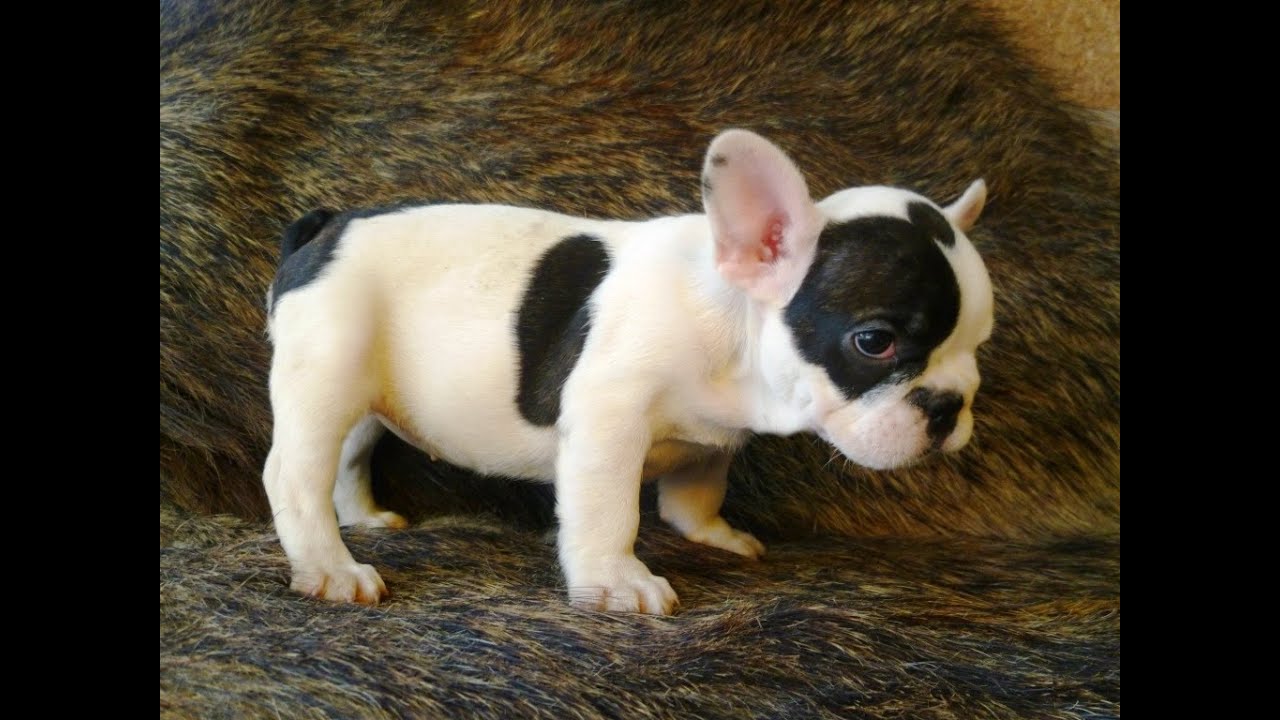 French Bulldog Puppies for sale in Ormond Beach FL, French ...