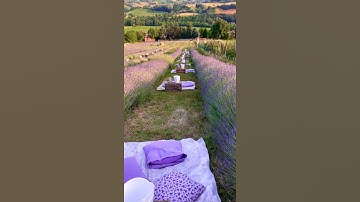Thumbnail of The prettiest lavender fields 💜 Italy has its fair share of lavender