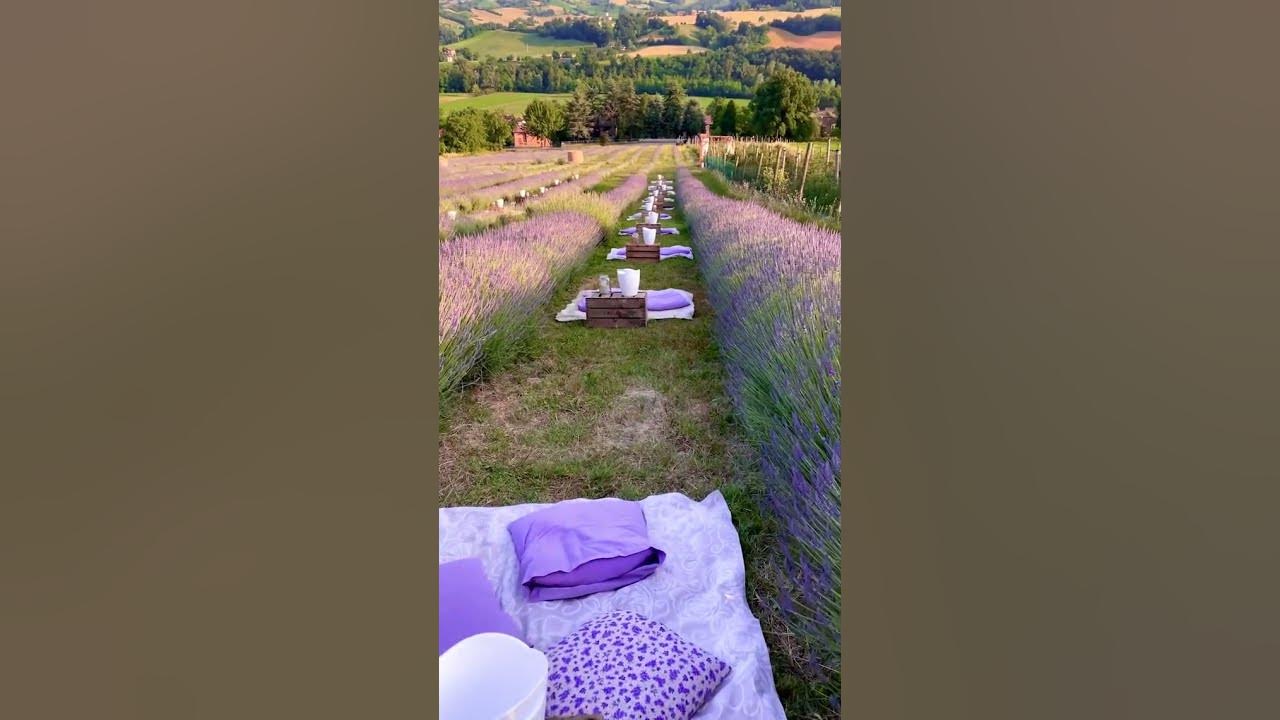 The prettiest lavender fields 💜 Italy has its fair share of lavender