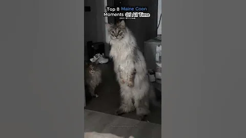 Video 11754901: mainecooncat mainecoons, maine coon cat
