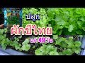 ปลูกผักชีไทย 45 วัน ให้ได้ผลผลิต อธิบายละเอียด เทคนิคปลูกผักชีปลอดสาร