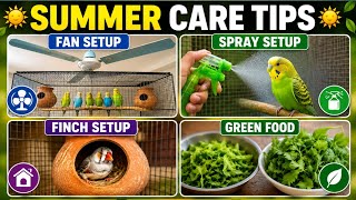 Budgies Summer Care Tips 2026 🐦 | Finch Breeding Setup & Cooling Routine