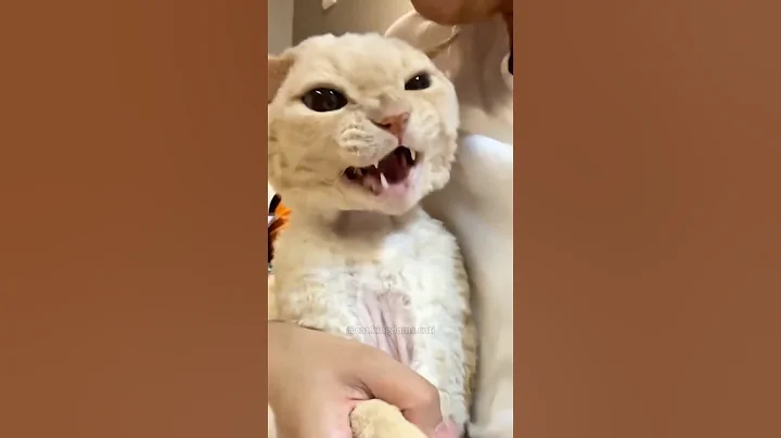 Watch the video about Kiss your cat,his reaction is so funny #cat #cute #funny