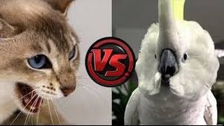 Funny Cats vs parrots Compilation 2016