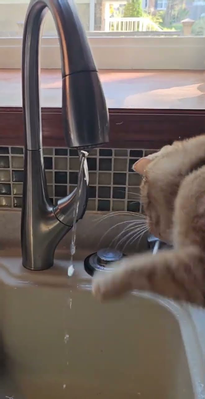 Cat Fights Water Faucet || ViralHog