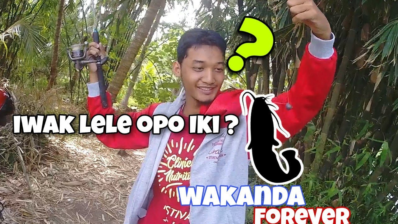 mancing pakai umpan ikan mas dan udang hidup, hasilnya tak terduga