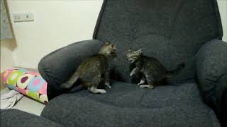 Kitten play fighting by Catagious 8 views 4 years ago 5 minutes, 11 seconds