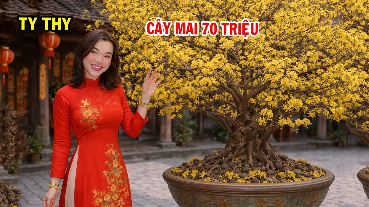 Cây mai khủng giá hơn 70 triệu tại nhà Dì Út đại gia Đồng Tháp - Ty Thy Vlog Gỏi đu đủ