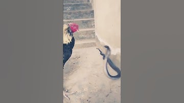 Intense Showdown: Rooster vs. Cobra #shorts #animals #snacks #wildlife #viralshorts
