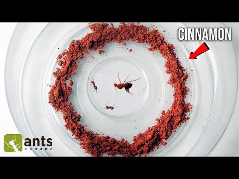 Video: Udrží vazelína mravce preč?