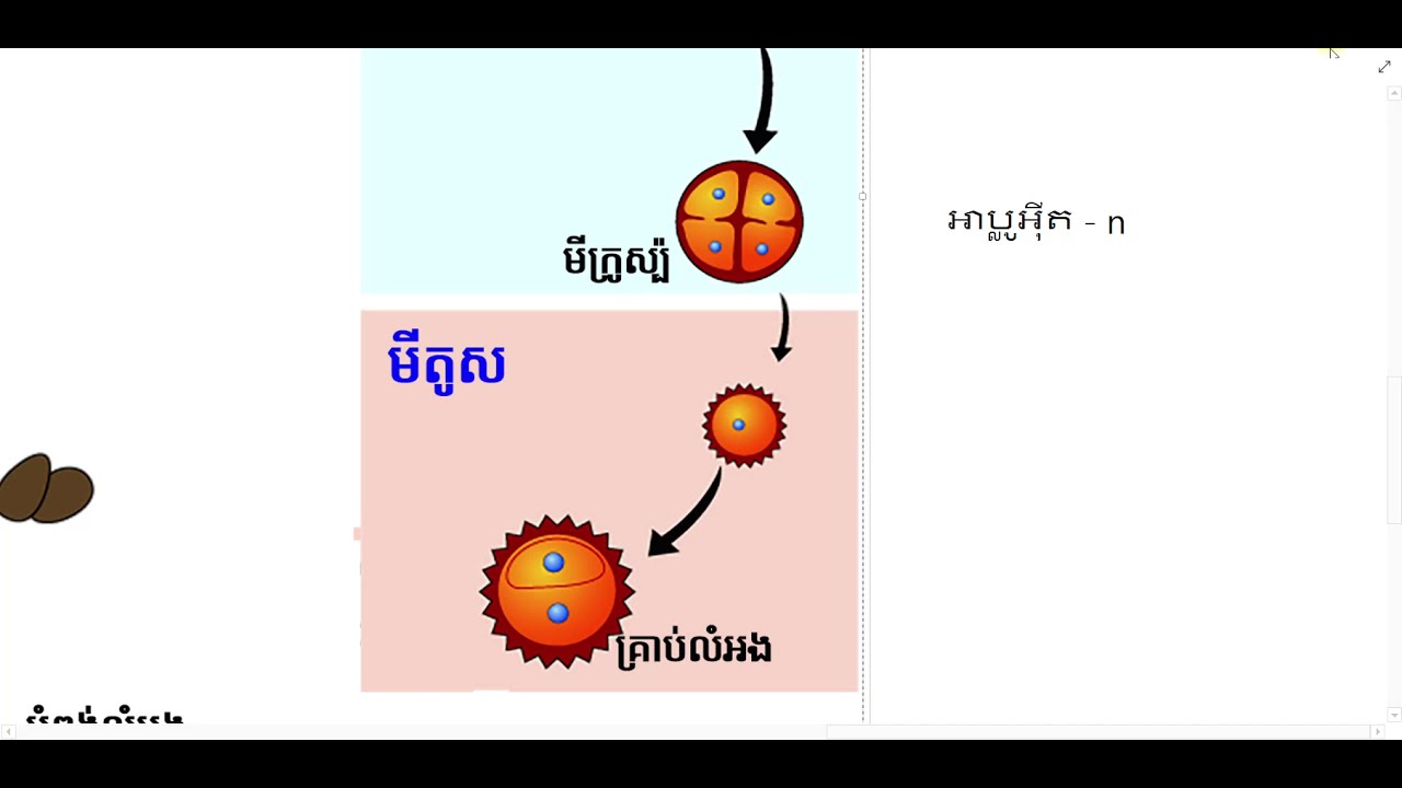 កំណគ្រាប់លំអង (កំណមីក្រូស្ប៉)