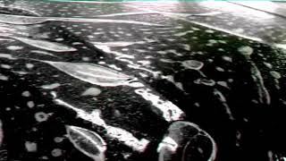 Chevrole Teramont в компании Daleton.