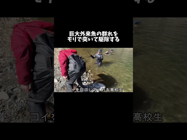 巨大外来魚の群れをモリで突いて駆除しまくる！ #shorts