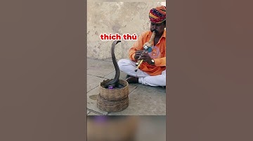 VÌ SAO RẮN NHẢY MÚA THEO NHẠC | 😨 #dongvat #facts #amazingfacts