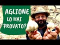 Coltivare AGLIONE e AGLIO nell'ORTO