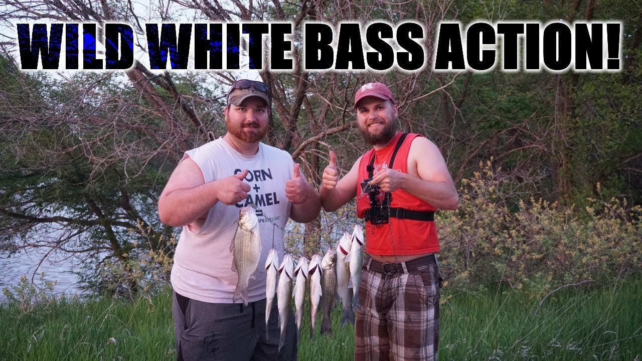 Wild White Bass Action! Nebraska White Bass Fishing 2018 YouTube