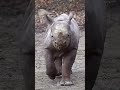 Animals Migration growth Journeys!