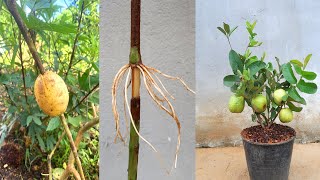 How to propagate guava tree with potatoes for fast rooting