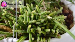 Rhipsalis Teres F. Prismatica, The Craziest Growth Transformation In Epiphytic Cacti
