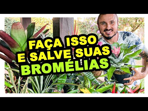 Vídeo: Cuidados com Bromélias: Cultivando e Cuidando de Plantas Bromélias