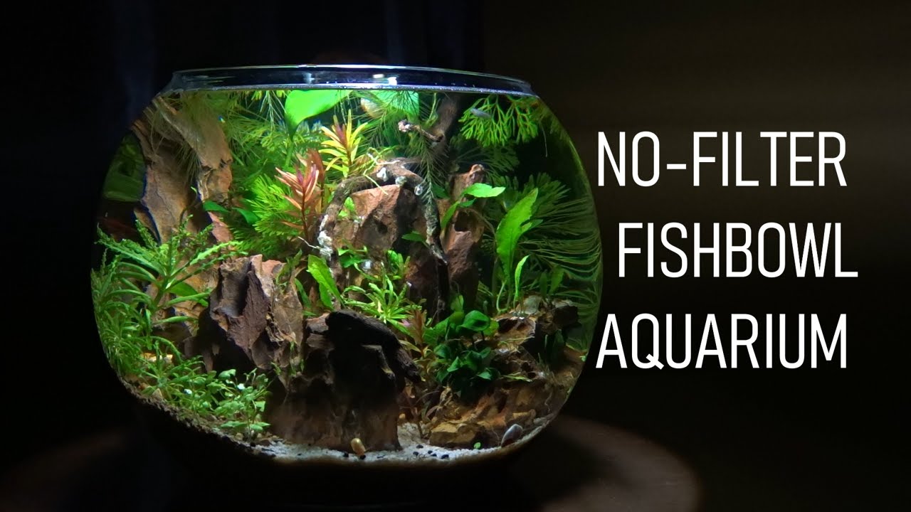 How To Set Up A FISHBOWL The RIGHT Way!