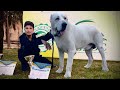 The World Biggest Alabai Dog in Pakistan, Graden Dog, Coconut Shepherd, Hsn Entertainment