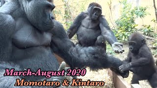 Gorilla⭐️ The road to becoming a good father 7【Momotaro family】