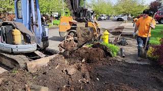 Removal of Street Tree Roots