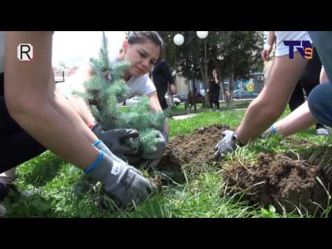 ვიდეო: როგორ დარგე ხეები