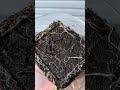 blackberries roots and planting see full video on the channel #food #garden