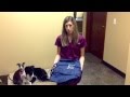 DIY Grocery Bag Harness for Dogs With Rear Limb Weakness