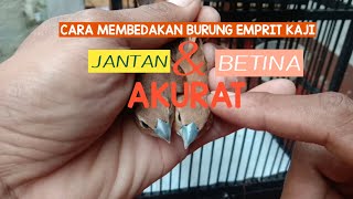 How to differentiate male and female kaji sparrows