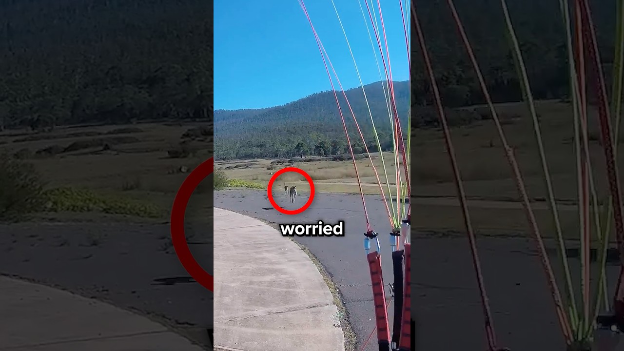 Paraglider Meets Kangaroos After Landing