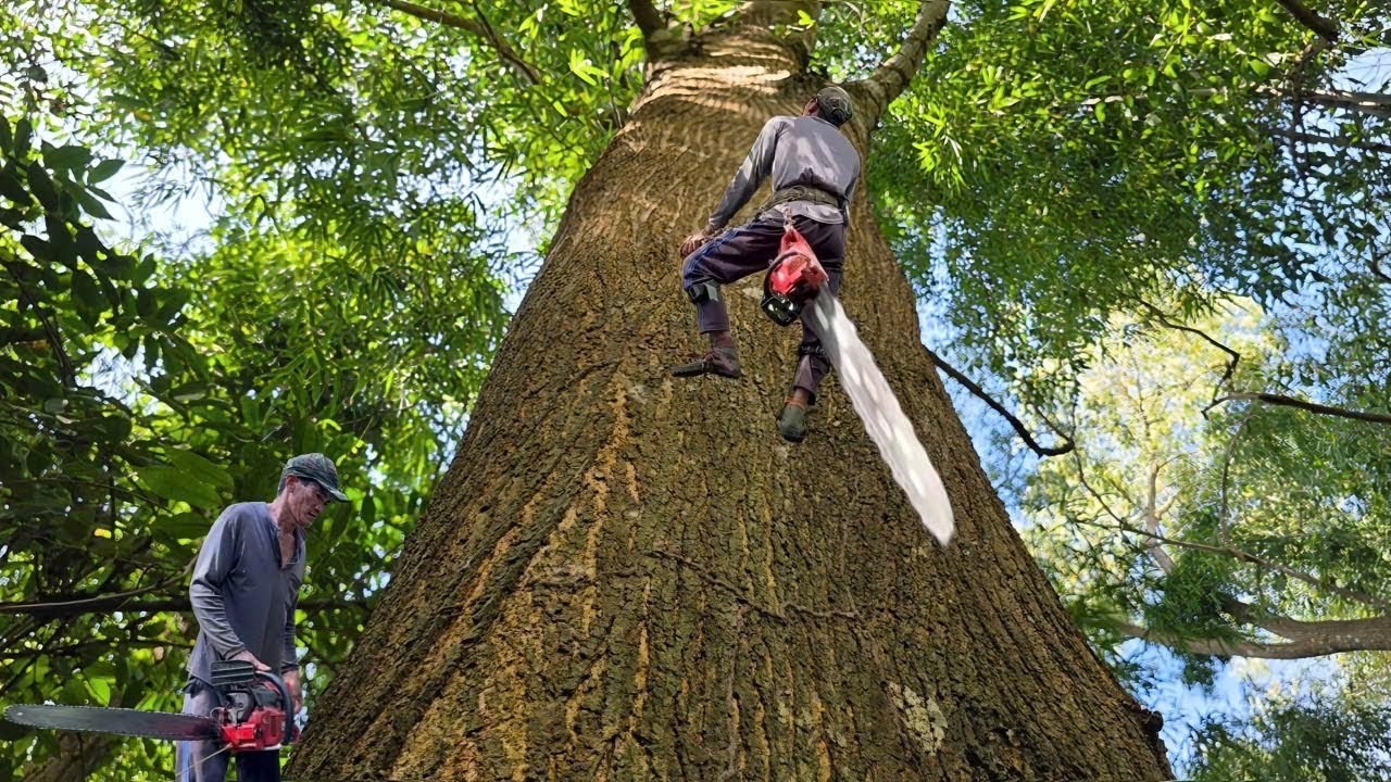 Cưa cây tràm siêu to , Siêu khủng , Ở gần chùa . Cưa cây kỷ thuật cao 
