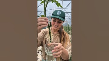 How to clone tomato plants 🍅
