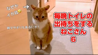 【猫癒し】毎晩トイレの出待ちをするねこさん♡6 by レオタロウぱらだいす 54 views 1 year ago 4 minutes, 9 seconds