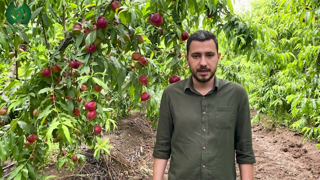 BOREAL NEKTARİN - ADANA