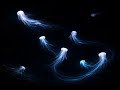 Sleep & Relaxation｜Jellyfish Drifting in a Dark Tank｜Underwater Sound Only｜4K｜No Mid-roll Ads