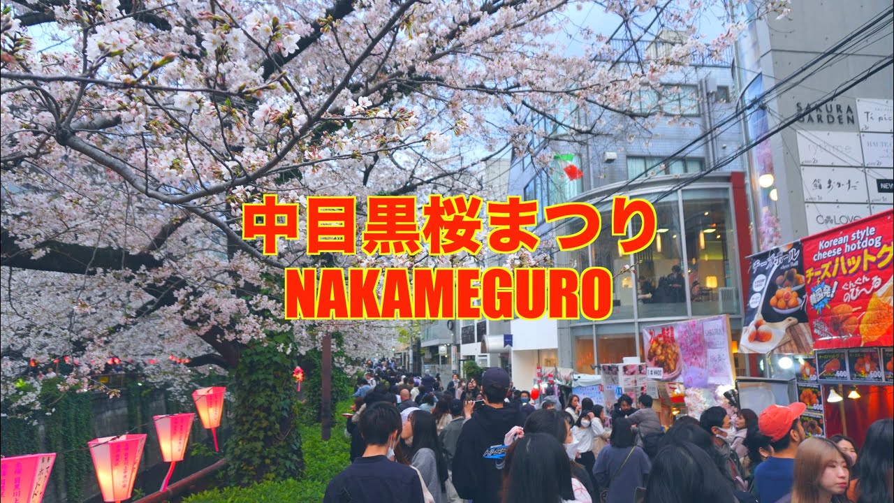 【4K】東京 目黒川 | 目黒の桜まつり | 満開のお花見ウォーク | Nakameguro | Cherry Blossom | Tokyo ...