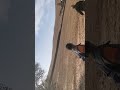 صيد الأرنب البري