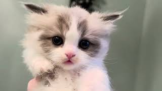 Christmas Boy RagaMuffin Kittens by Velvet RagaMuffin Kittens 467 views 5 months ago 2 minutes, 31 seconds