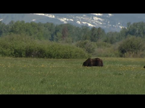 Wyoming tries to remove Yellowstone grizzly protection