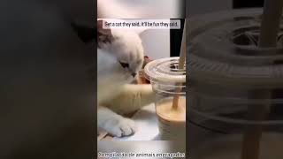 Funny Animal Compilation #foryou #shorts